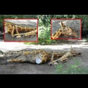 Sa restauram impreuna girafa de la Antipa