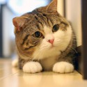 Maru, cea mai cunoscuta pisica de pe internet