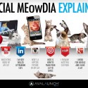 Social Media explicata de pisici