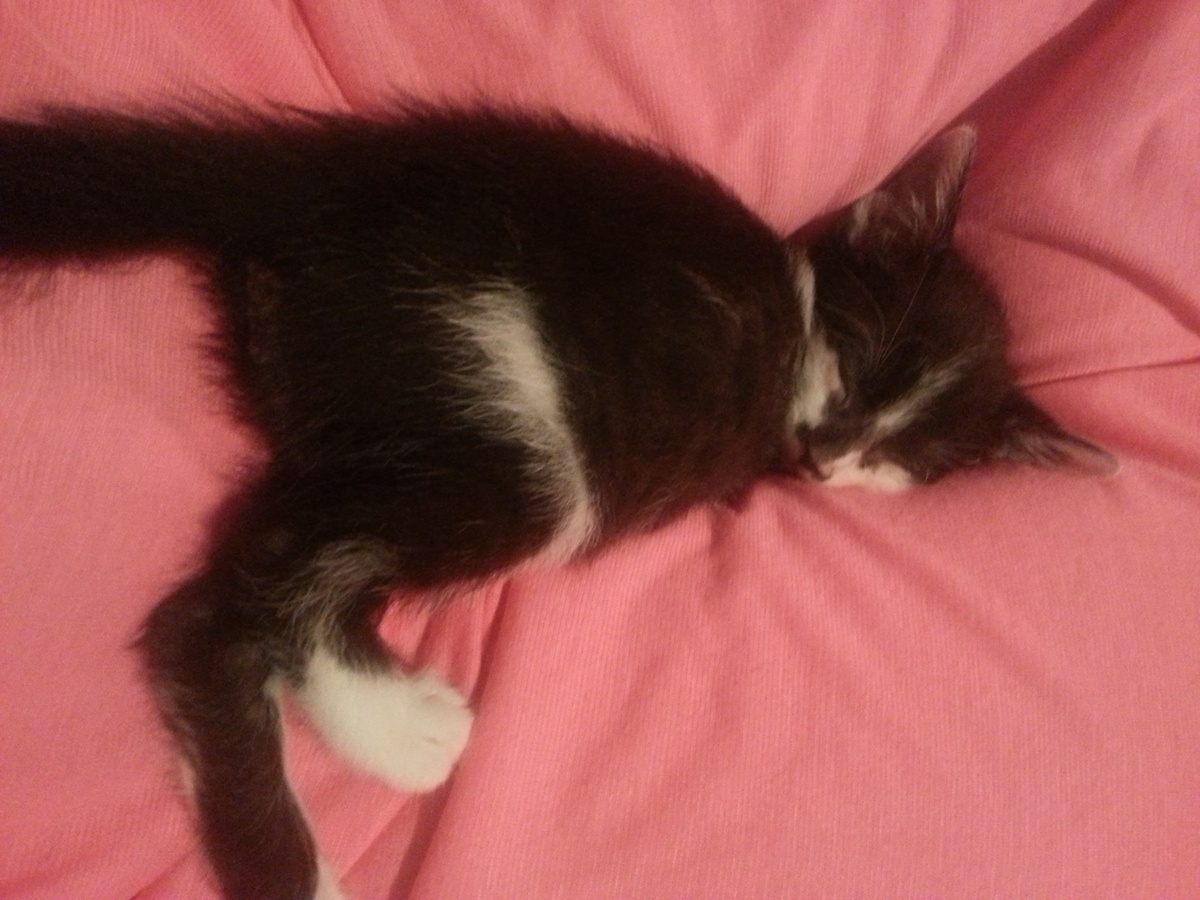 Noul coleg de blog, Til