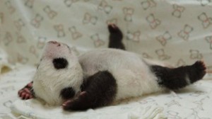 photo_1376396480111-1-0