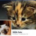100 de pisici la IKEA – awww