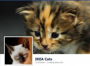 ikeacats