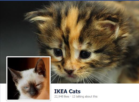 100 de pisici la IKEA – awww