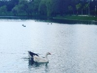 „Mami, vreau să mă tăvălesc prin iarbă”